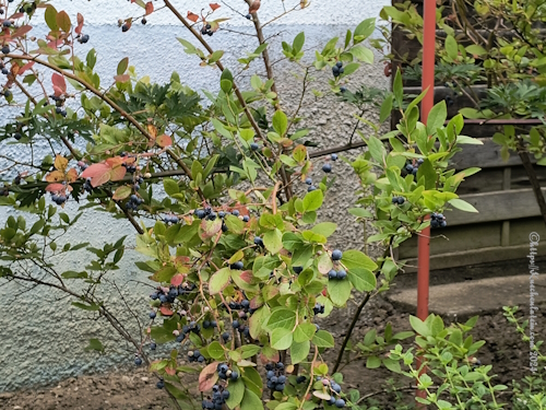 Blaubeeren für Mohn-Buchweizenbrei