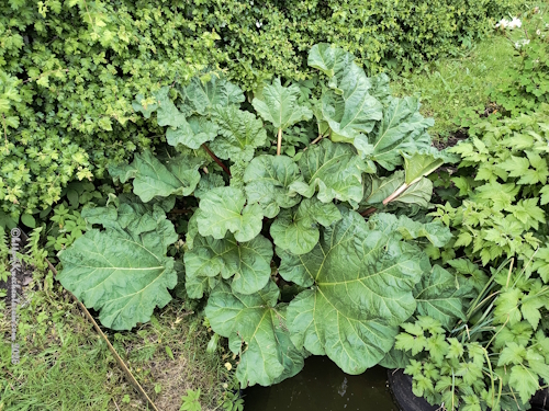 Rhabarber Holsteiner Blut im Garten Kuechenlatein